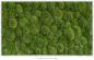 Kugelmoosbild 100 x 60 cm ***Achtung: Im Warenkorb die Versandkosten nach Preis/Gewicht auswählen***