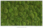 Kugelmoosbild 100 x 60 cm ***Achtung: Im Warenkorb die Versandkosten nach Preis/Gewicht auswählen***