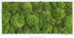 Kugelmoosbild 27 x 57 cm ***Achtung: Im Warenkorb die Versandkosten nach Preis/Gewicht auswählen***