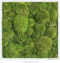 Kugelmoosbild 35 x 35 cm ***Achtung: Im Warenkorb die Versandkosten nach Preis/Gewicht auswählen***